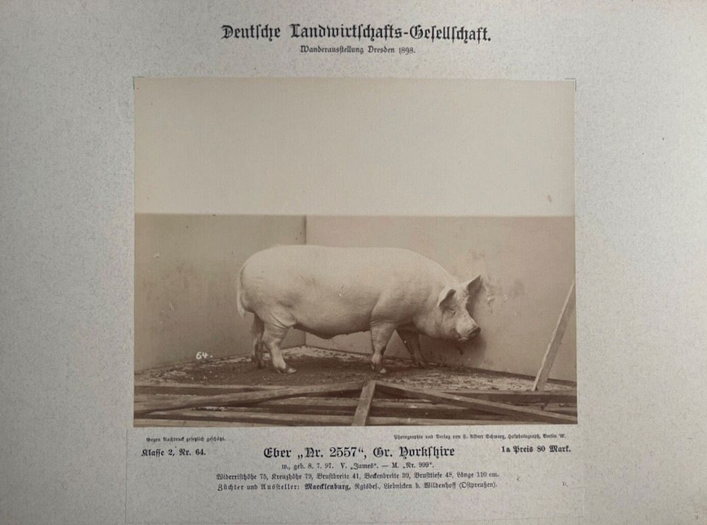 12. Wanderausstellung der deutschen Landwirtschaft 1898  Dresden