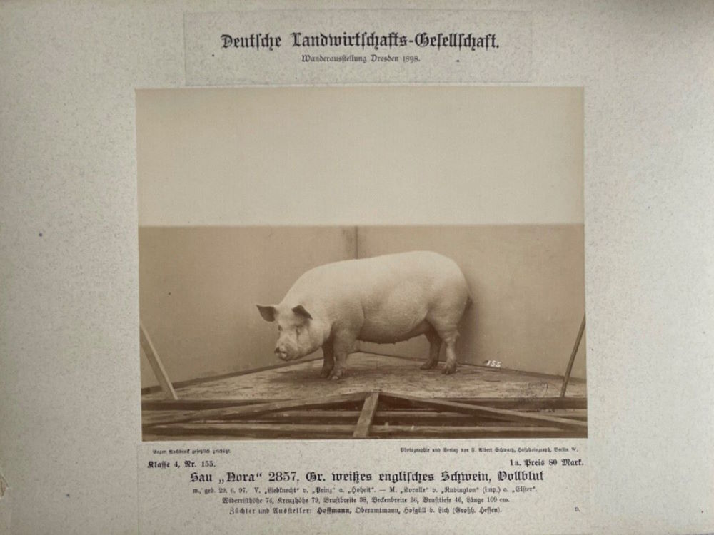 12. Wanderausstellung der deutschen Landwirtschaft 1898 Dresden 12. Wanderausstellung der deutschen Landwirtschaft 1898 Dresden