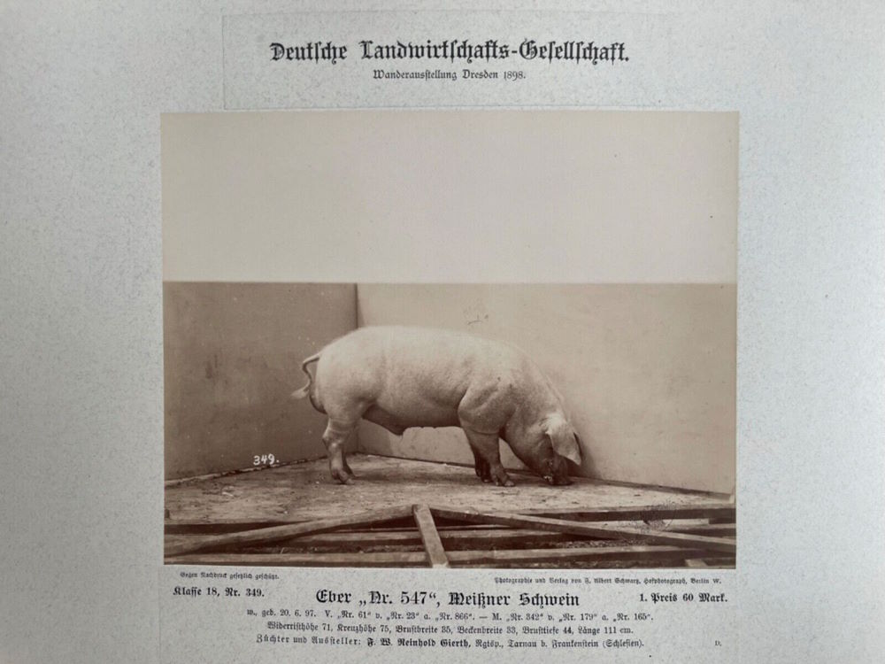 12. Wanderausstellung der deutschen Landwirtschaft 1898  Dresden