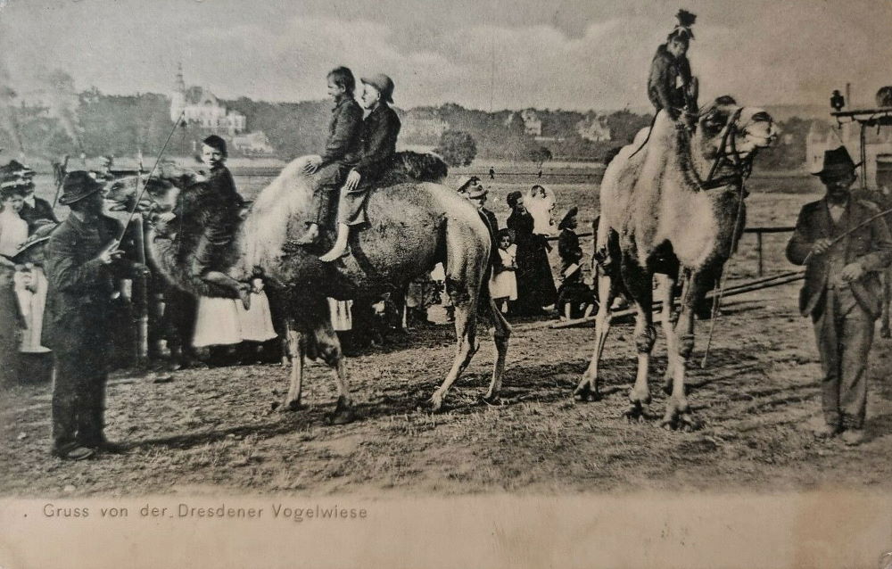 Vogelwiese  Dresden