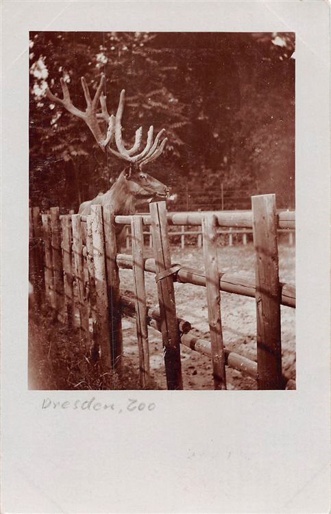 Zoologischer Garten  Dresden